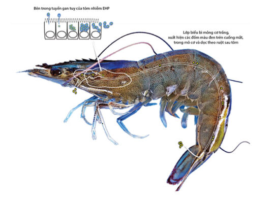 Biểu hiện của bệnh EHP trên tôm.