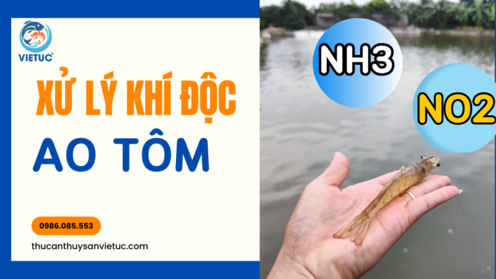 (Xử Lý Khí Độc Trong Nuôi Tôm Hiệu Quả: Hướng Dẫn Chi Tiết Từ A-Z)